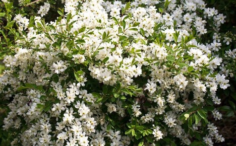 Exochord-pensas kesämökin maisemasuunnitteluun