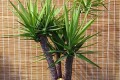 Millaista kotihoitoa yucca tarvitsee?