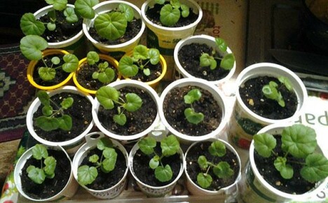 Pelargoniumin taimien kasvaminen