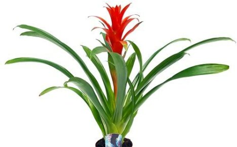Guzmania Ostara - puoli vuotta kauneutta ikkunallasi