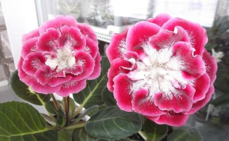 Gloxinia-punahilkka - kuvaus yhden upeimmista kasveista