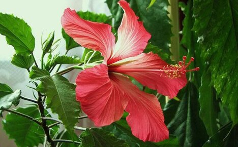 Hyödyllisiä ominaisuuksia hibiscus - gourmet-kiinalainen ruusu