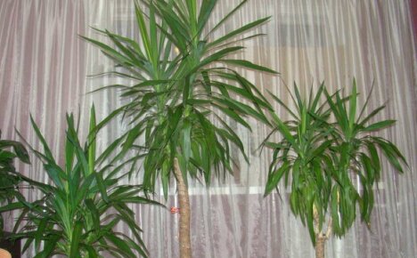 Yucca-hoito kotona on vaatimaton monivuotinen kiireisille palmujen viljelijöille