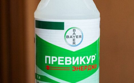 Suojaamme kasveja sairauksilta Previkur Energyllä (käyttöohjeet)