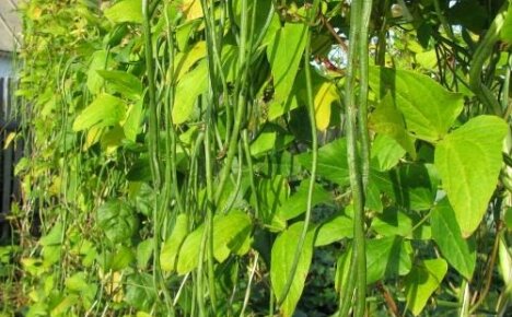 Kuinka kasvattaa cowpea-vihanneksia - runsaan sadon salaisuudet