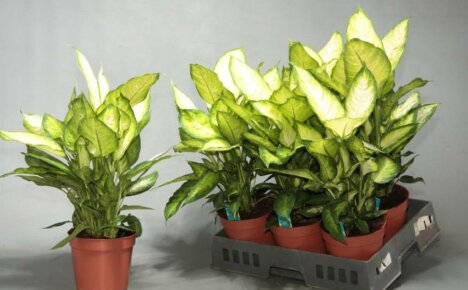 Dieffenbachia Camillan kotihoito - valoa rakastava kauneus herkillä lehdillä