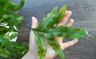 Saniainen polypodium - ylellinen vaihtoehto kotiin