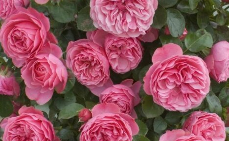 Leonardo da Vincin erittäin suuri ja runsaasti kukkiva ruusu - ruusujen tietosanakirja parhaasta floribundasta