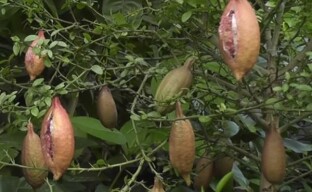 Microcitrus Australasica: kasvaa uteliaisuus kotona - sormen kalkki