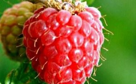 Mitä lannoitteita vadelmat tarvitsevat keväällä, kesällä ja alkusyksyllä