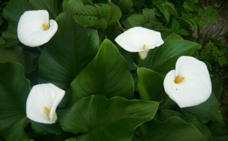 Etiopian Zantedeschia - karu mutta hienostunut kauneus