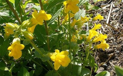 Millaisia ​​mimuleja heidän kesämökissään tulisi kasvattaa