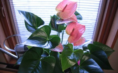 Mieskukka anthurium - kuinka huolehtia kapriisista komeasta miehestä