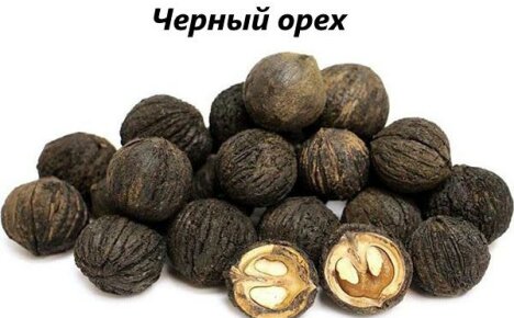 Kuinka mustapähkinää käytetään kansanlääketieteessä