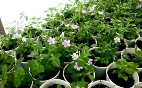 Milloin kylvää bacopa-taimia - ampelikukkien kasvatuksen hienovaraisuudet