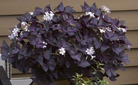 Purple oxalis - violetti perhonen ikkunalaudallasi