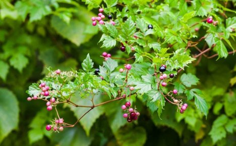 Vaatimattomien ampelopsis-viiniköynnösten kasvun ominaisuudet