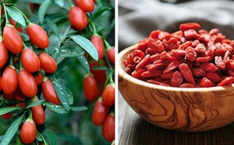 Edullinen eksoottinen puutarhoihisi - goji marja
