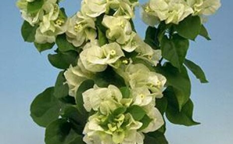 Bougainvillean kotihoito