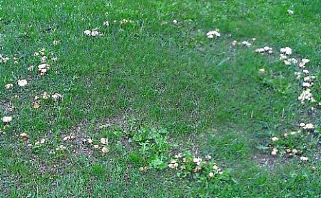 Toadstool-sienet nurmikolla - mitä tehdä?