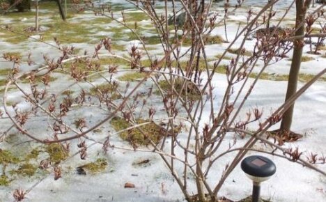 Täytyykö minun peittää weigela talveksi tai kuinka säilyttää kukkiva pensas monien vuosien ajan