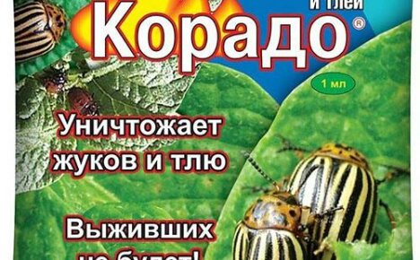 Corado Coloradon perunakuoriaisesta: torjunta-aine, käyttö