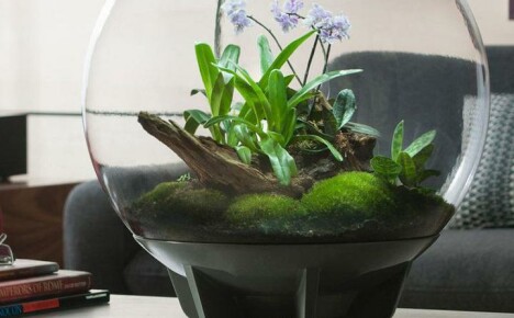 Tee-se-itse-florarium: vaiheittaiset ohjeet aloitteleville kukkakaupoille