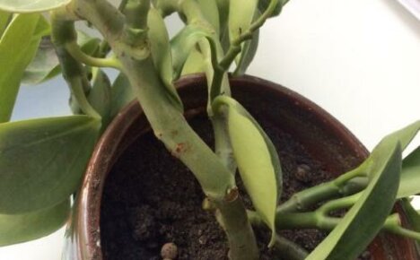 Miksi peperomia-lehdet putoavat: ongelman yleiset syyt