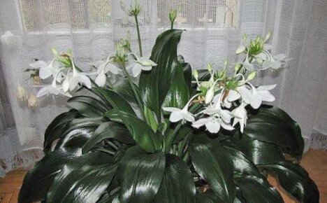 Eucharis-hoito kotona - runsaan kukinnan yksinkertaiset salaisuudet