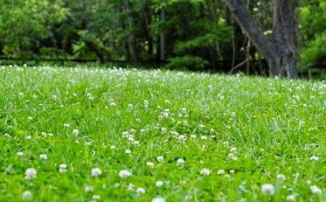 Kuinka luoda valkoinen apilan nurmikko hiekkaan?