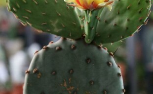 Opuntia kaktus - kauneus ja edut yhdessä pullossa