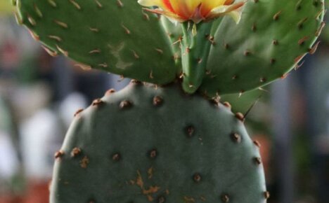 Opuntia kaktus - kauneus ja edut yhdessä pullossa