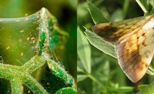 Puutarhatuholaisten torjunta biologisilla aineilla