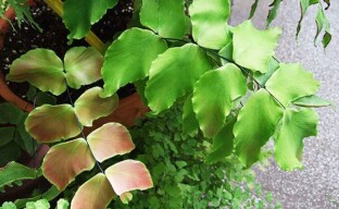 Miksi neito-hiukset kuivuvat tai ongelmia kasvattaessa saniaisia