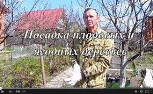Taimen oikea istutus (video)