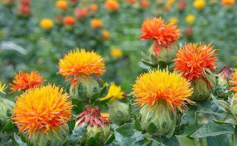 Safflower-sovellus: mitkä ovat sen käytön edut