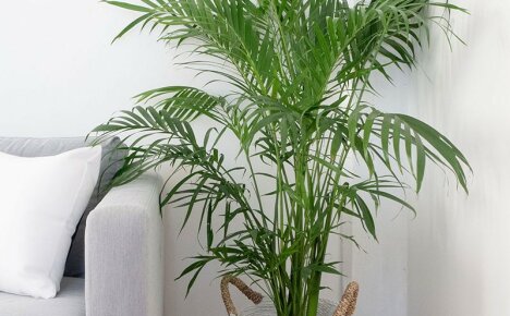 Koristeellinen palmu kotiin ja toimistoon - sisäkukka chrysalidocarpus
