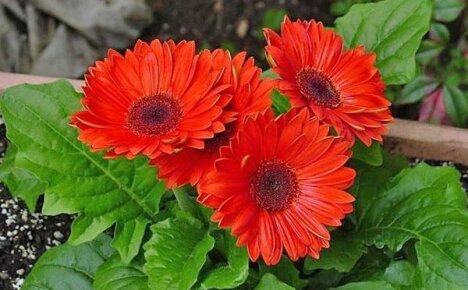 Opi kasvamaan afrikkalainen kauneuden gerbera puutarhassa ja huoneessa