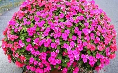 Impatiens ampelous Highlight - kukkiva pallo ruukuissa