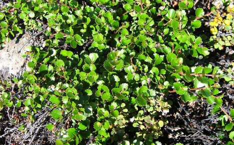 Hieno kääpiökoivu koristella esikaupunkialueita
