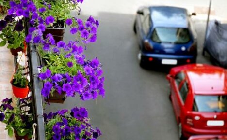 Syyt kukinnan puutteeseen parvekkeen petunioissa