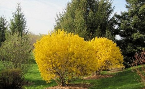 Forsythia Linwood Gold: istutus ja hoito