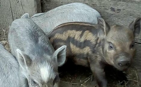 Lupaava, epäilyttävän alkuperän hybridi - Karmalan sika