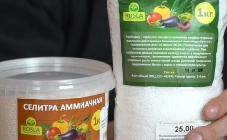 Karbamidi ja suolapeitto: selvittää mikä lannoite on parempi