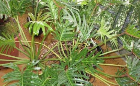 Philodendron Elegance - tyylikäs viiniköynnös koti viidakkoon