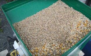 DIY-siipikarjan rehu