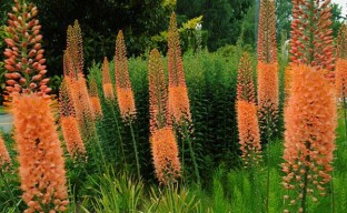 Eremurus - monivuotinen kukka kasvatettavaksi maassa