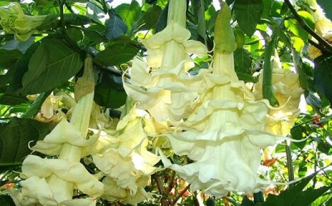 Ihana puu puutarhassa tai frotee brugmansia