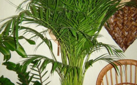 Suurikokoinen palmu tilavaan saliin - areca, kotihoito, valokuva
