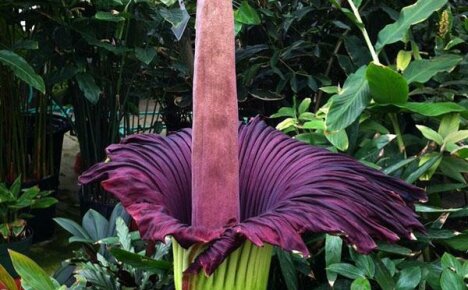 Tietueen haltija kukinnan koosta ja hajusta - Amorphophallus